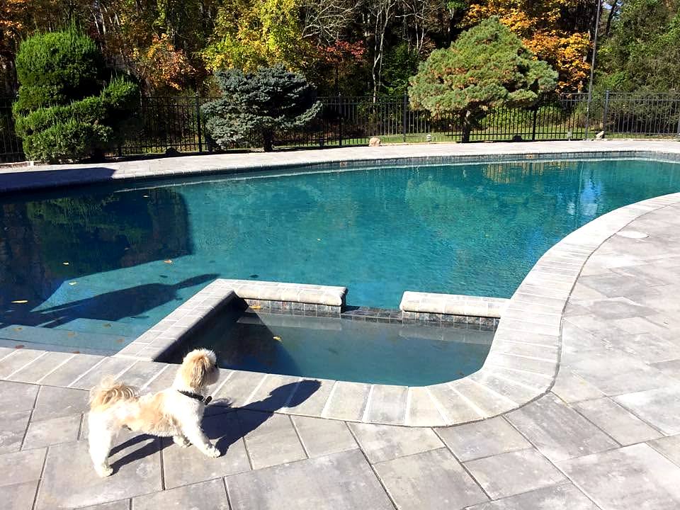 Pool and spa with new paver coping and deck, with the homeowner's dog inspecting